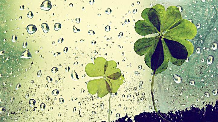 Green Artistic Leaves And Waterdrops